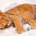 lion in snow