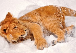 lion in snow