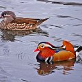 Couple of Mandarin ducks