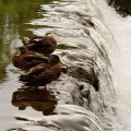 Ducks by the falls