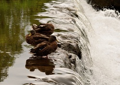 Ducks by the falls