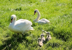 2 White Swan with Young