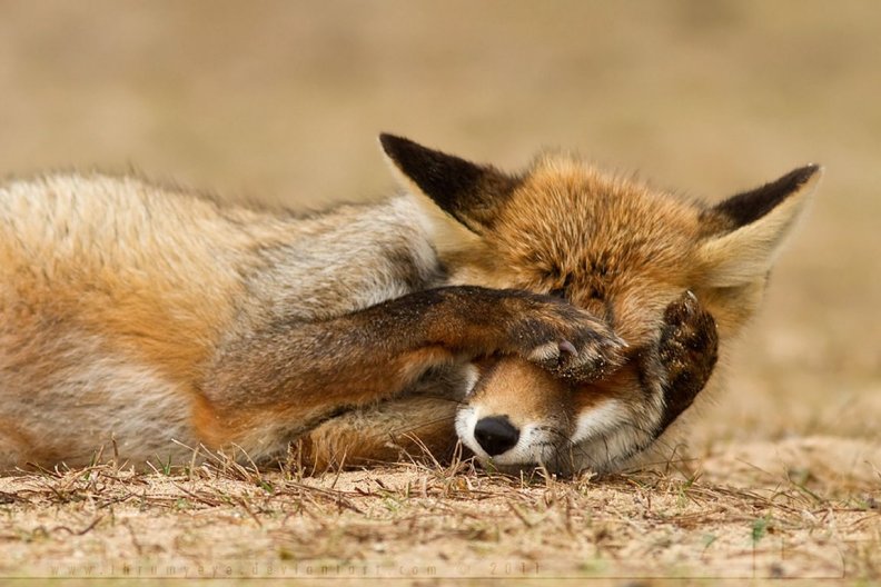 shy_fox.jpg