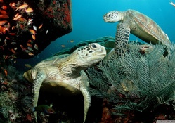 two green sea turtles
