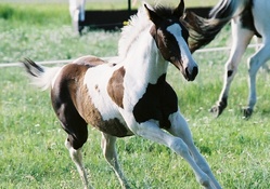 PLAYING PINTO FOAL