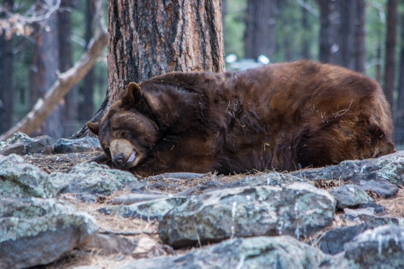 sleeping_bear.jpg