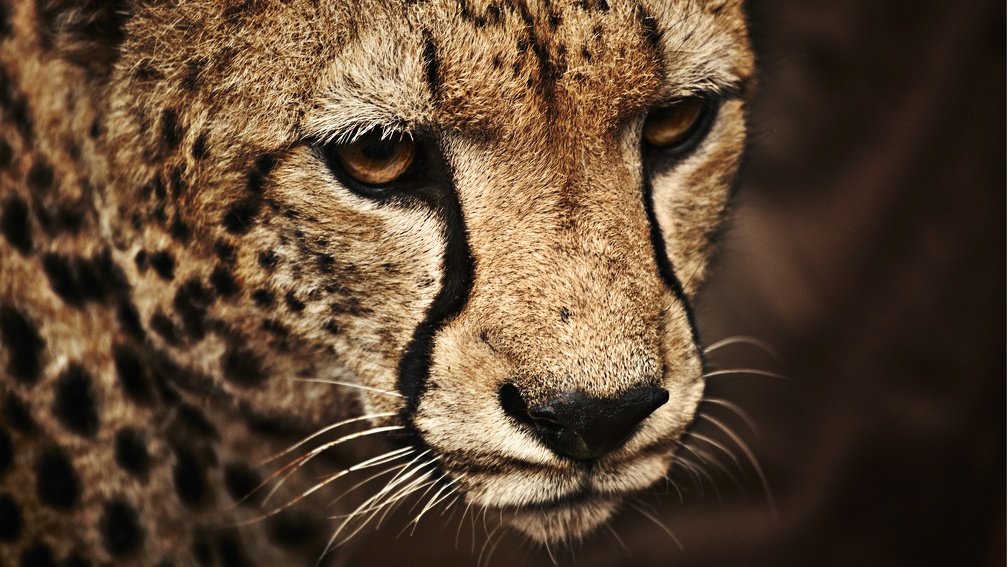 Cheeta Up Close F1