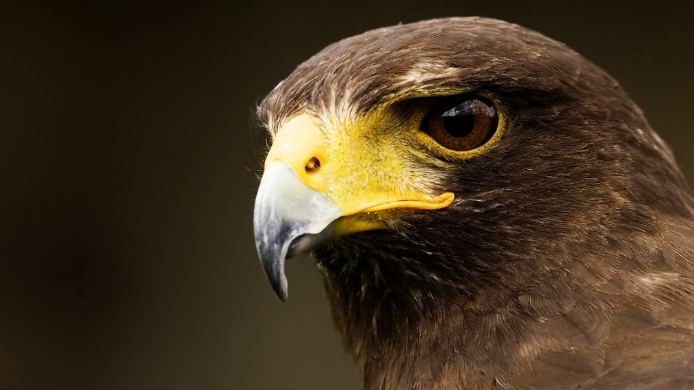 Australian Wedge Tailed Eagle