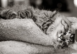 cat sleeping black and white