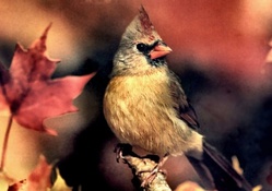 Autumn Female Cardinal