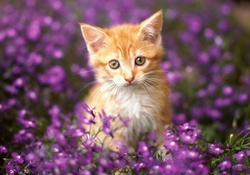 Sweet cat among flowers