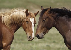 LOVE BETWEEN HORSES