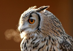 Smoking owl