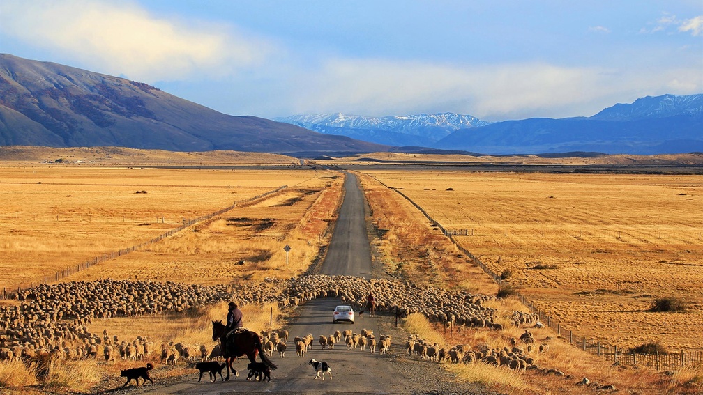 sheep crossing a road in a chilean prairie