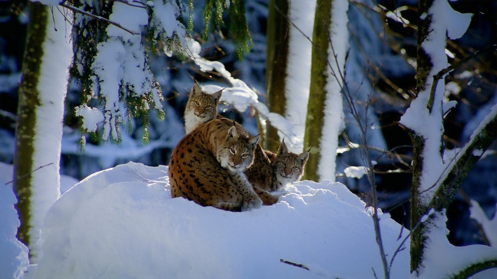 Snowbound Kitties