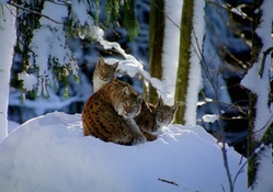 Snowbound Kitties