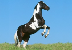 HORSE ON TWO LEGS