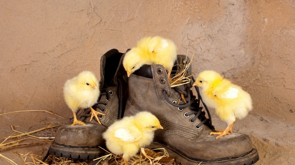 chicks with boots