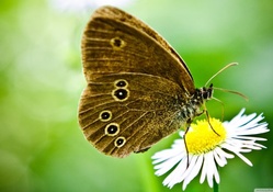 butterfly on a wild daisy