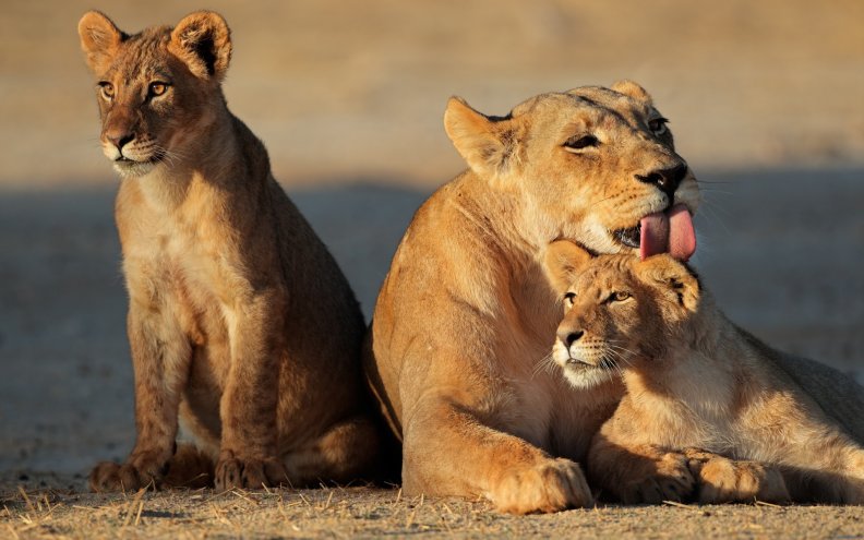 lioness_and_her_cubs.jpg