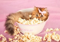 Popcorn kitty