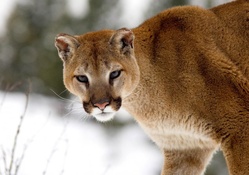 Montana cougar