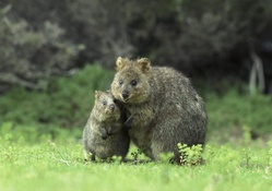 Australian Quoka and her baby