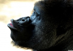 gorilla kiss