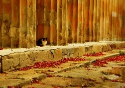 Cat of Spain