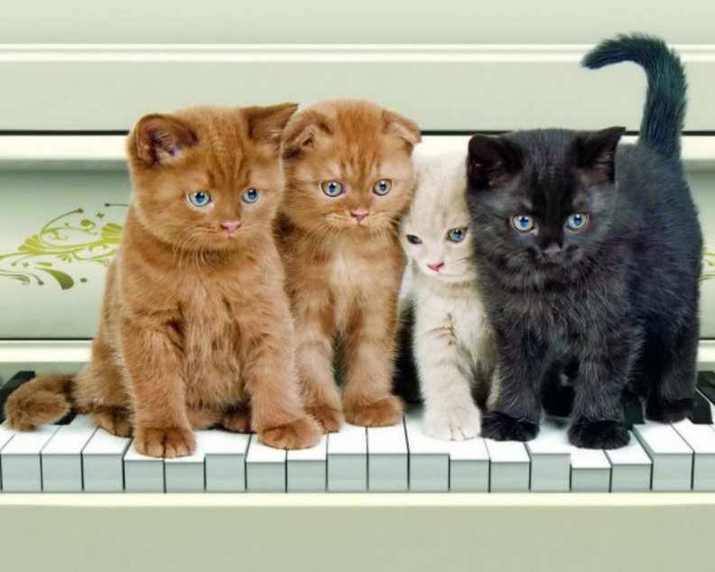 4_musicalcats_performing.jpg