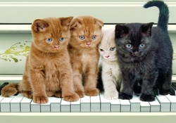 4 musicalcats performing