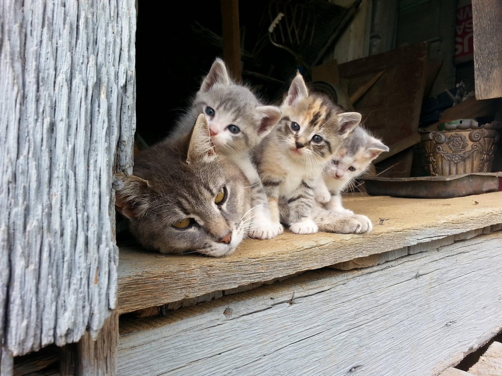 Kittens and Mom In The Barn