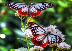 Large White and Red Butterflies
