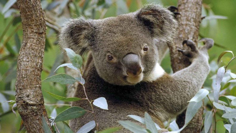 adorable_koala_bear.jpg