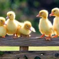Cute little ducklings
