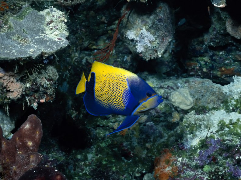 blue_and_yellow_fish.jpg