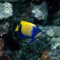 Blue and Yellow Fish