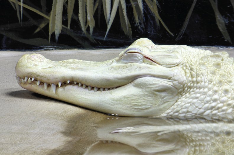 albino_alligator.jpg