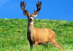 male deer
