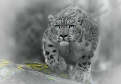 Stalker Snow Leopard