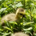 First steps of a young duck