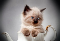 Potted Kitten
