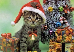 ..Christmas Santa Cat..
