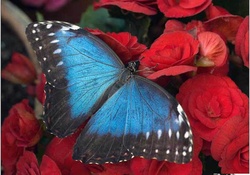 Blue Butterfly on Red Roses