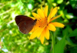 'Moments of Butterfly'