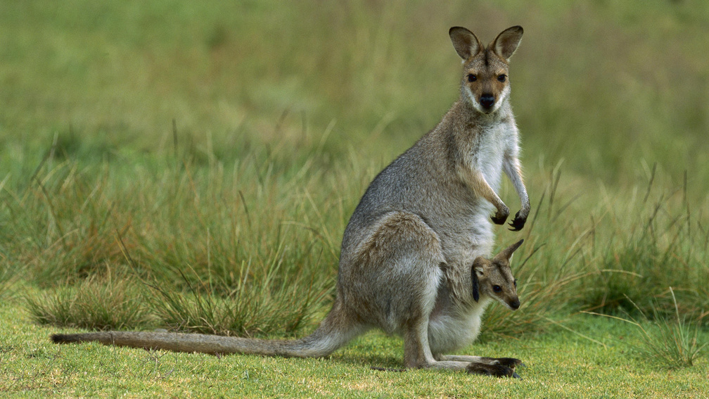 Mama and Baby Kangaroo