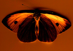 Nice butterfly