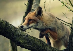 Fox on the branch