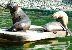 Seals In The Sun
