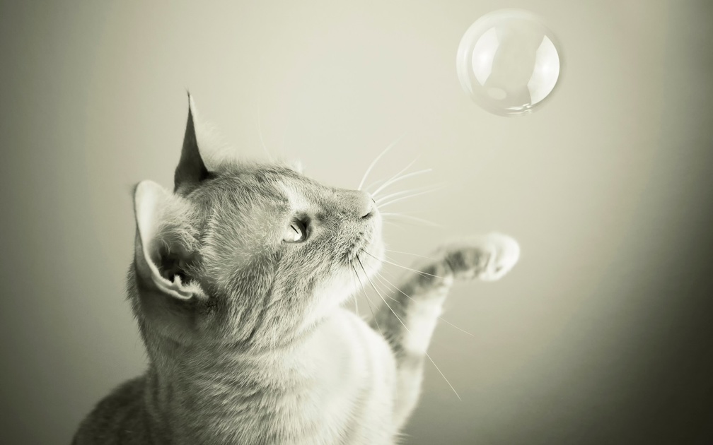 Cat and bubble